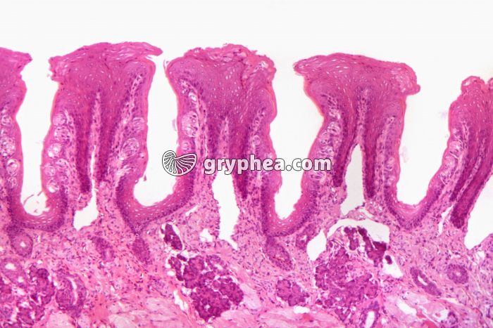 Papilles gustatives (Lapin_) x10 - gryphea.org